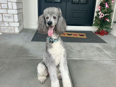 Purebred Standard Poodle Puppies