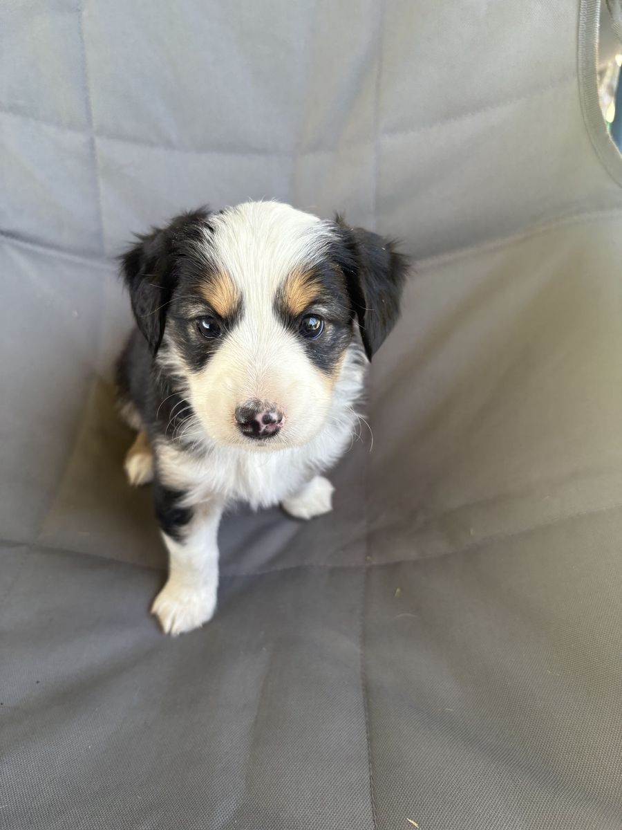 ASDR Registered Mini Aussie