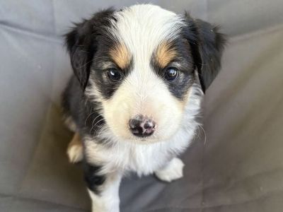 ASDR Registered Mini Aussie