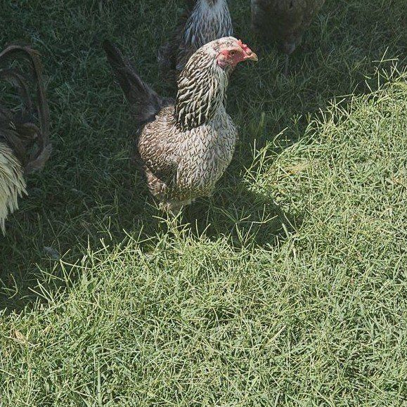2 hens 1 rooster