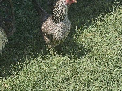 2 hens 1 rooster