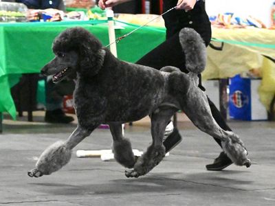 Planned Litter of AKC Standard Poodles Puppies - Health Tested • Wait-list Open