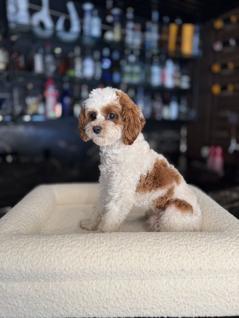 Tony Chopper Tiny 8 Pound Cavapoo Stud