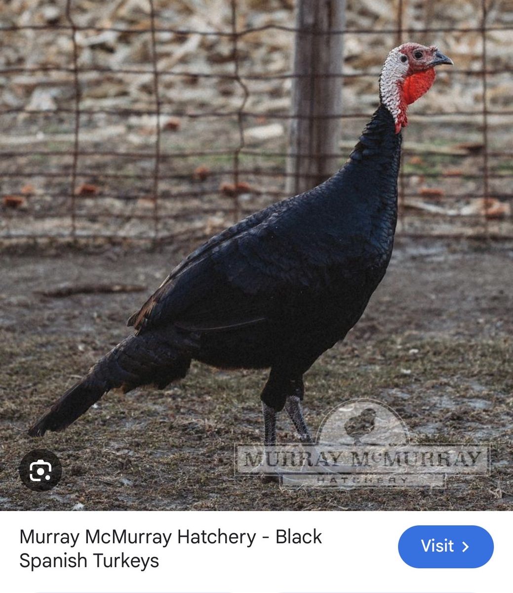 In search of black Spanish turkeys