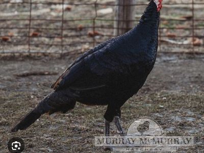 In search of black Spanish turkeys