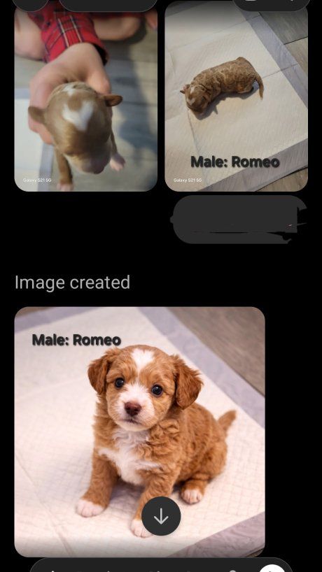 Micro Goldendoodle Puppies – Only 3 Available |