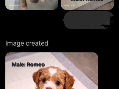 Micro Goldendoodle Puppies – Only 3 Available |