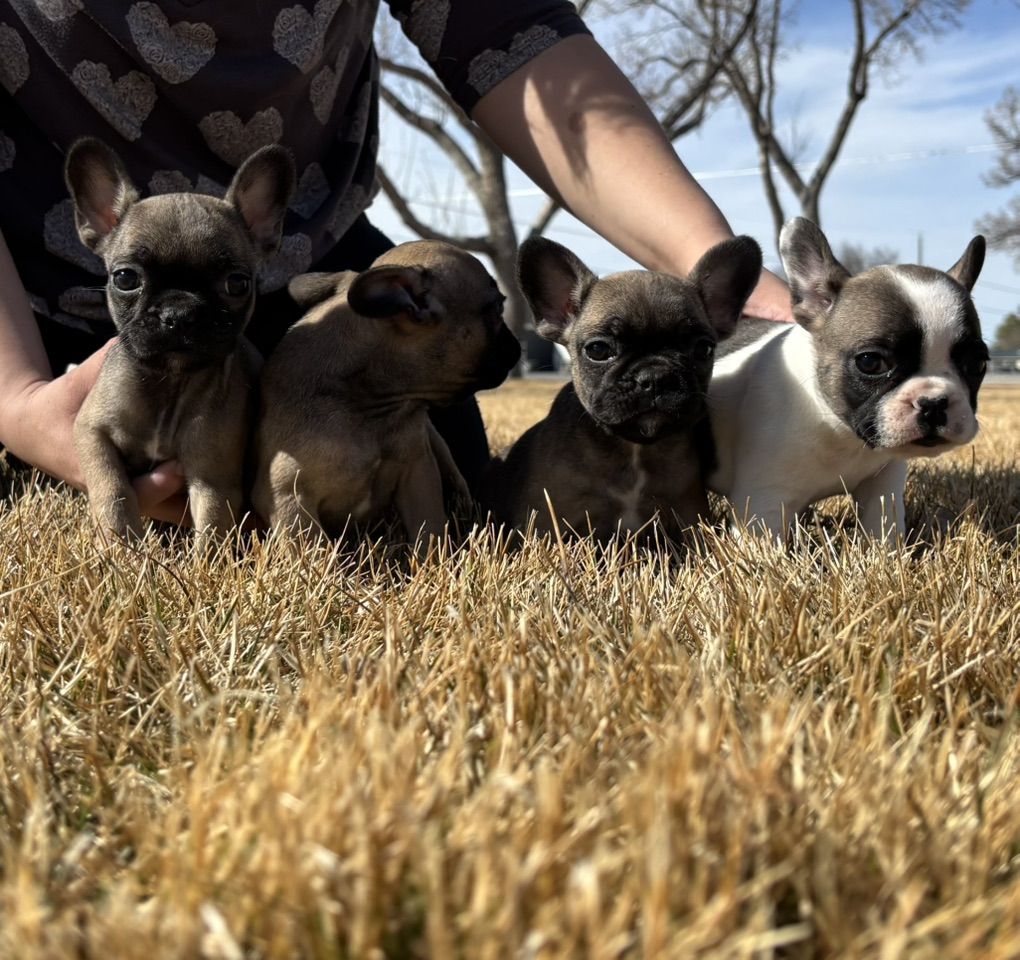 French Bulldog Puppies