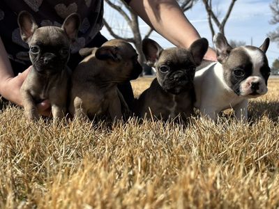 French Bulldog Puppies