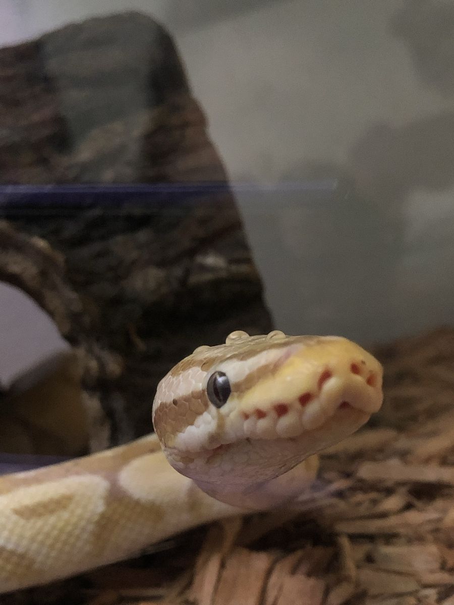 Male Banana Ball Python