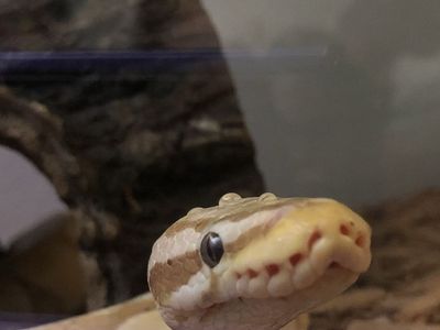 Male Banana Ball Python