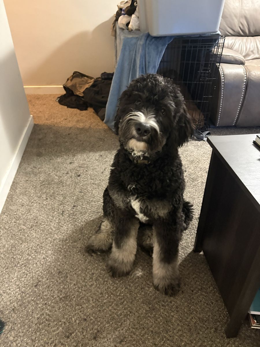 Bernedoodle