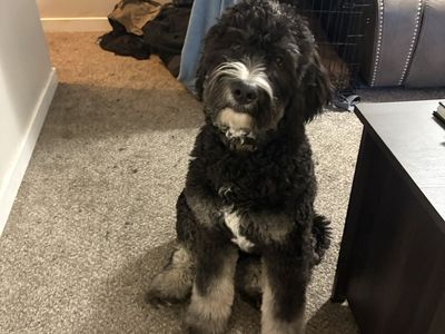 Bernedoodle