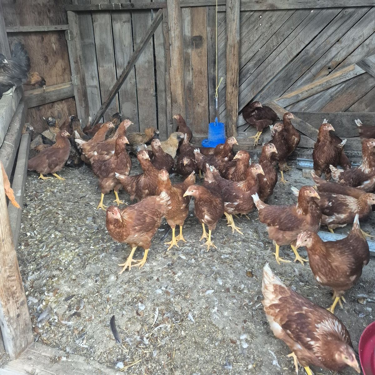 isa brown hens