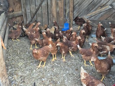 isa brown hens