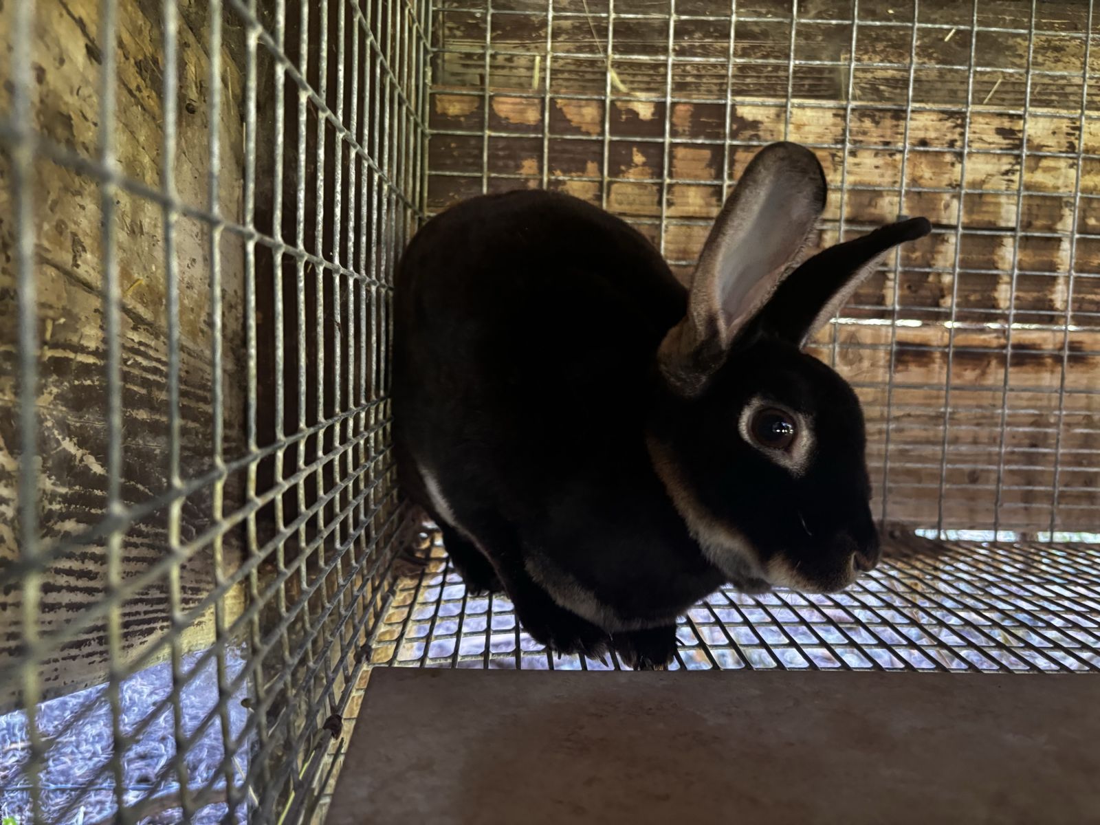 Proven Mom Purebred Mini Rex 
