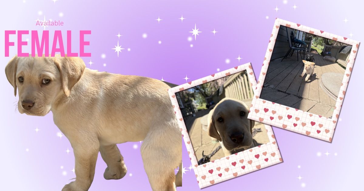 AKC Labrador Retrievers | Suburban Labs