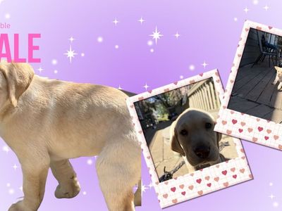 AKC Labrador Retrievers | Suburban Labs