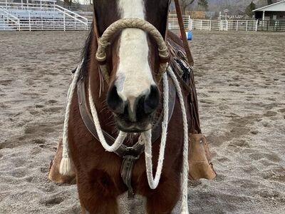 Grade QH Gelding