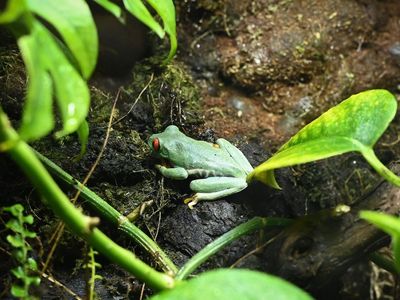 Red Eyed Tree Frog