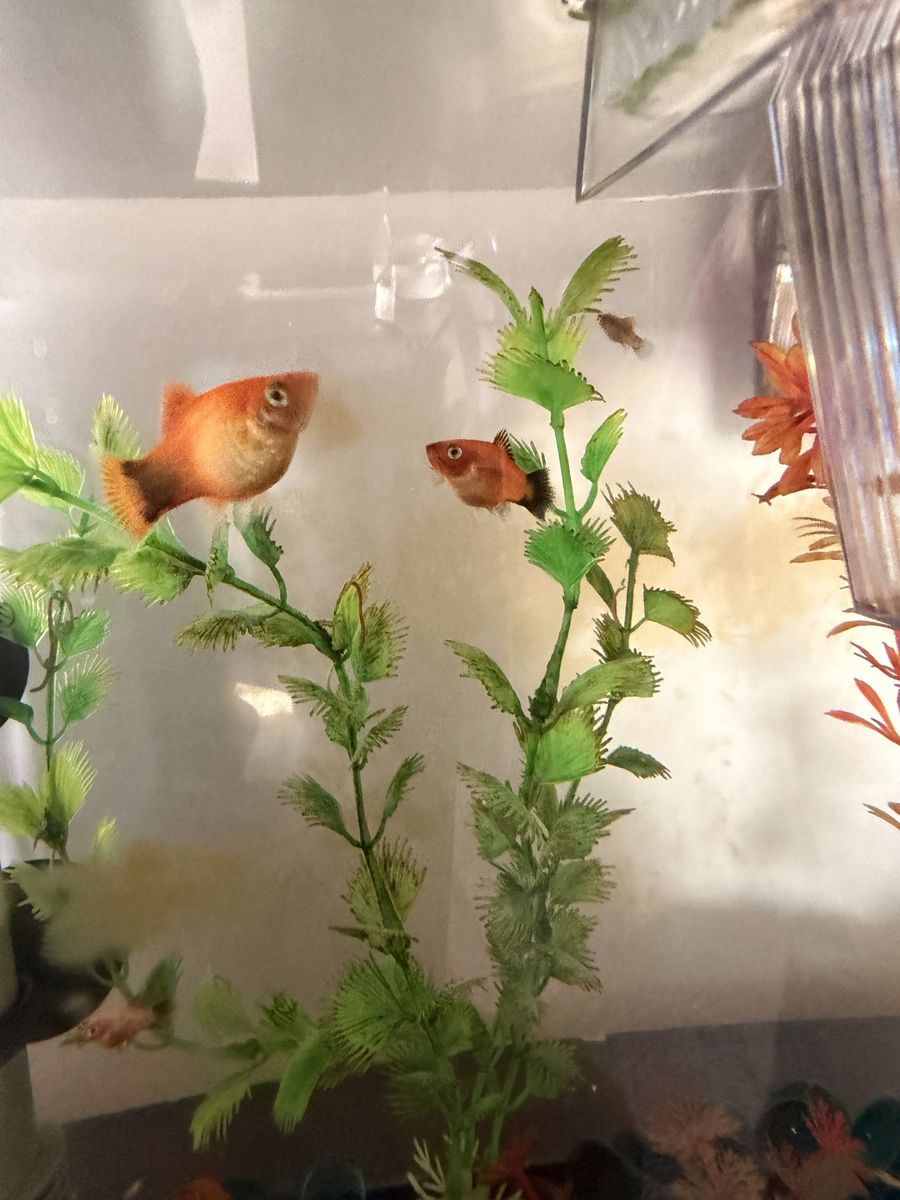 Platy Fish - Free