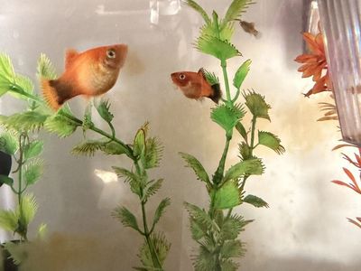 Platy Fish - Free