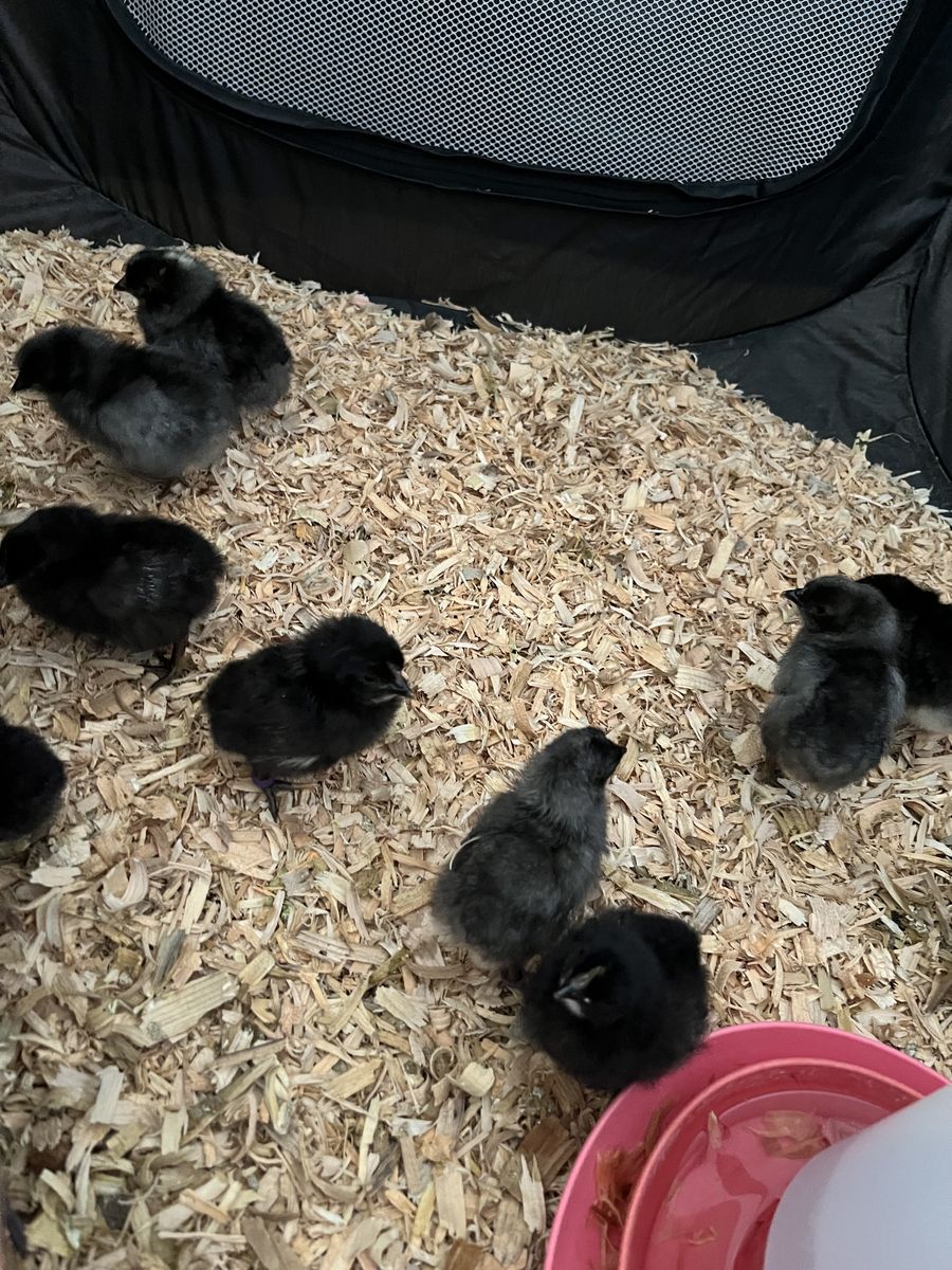 Silverrudd Blue & Mint Egger Chicks