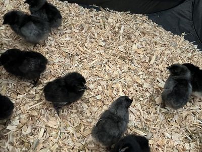 Silverrudd Blue & Mint Egger Chicks