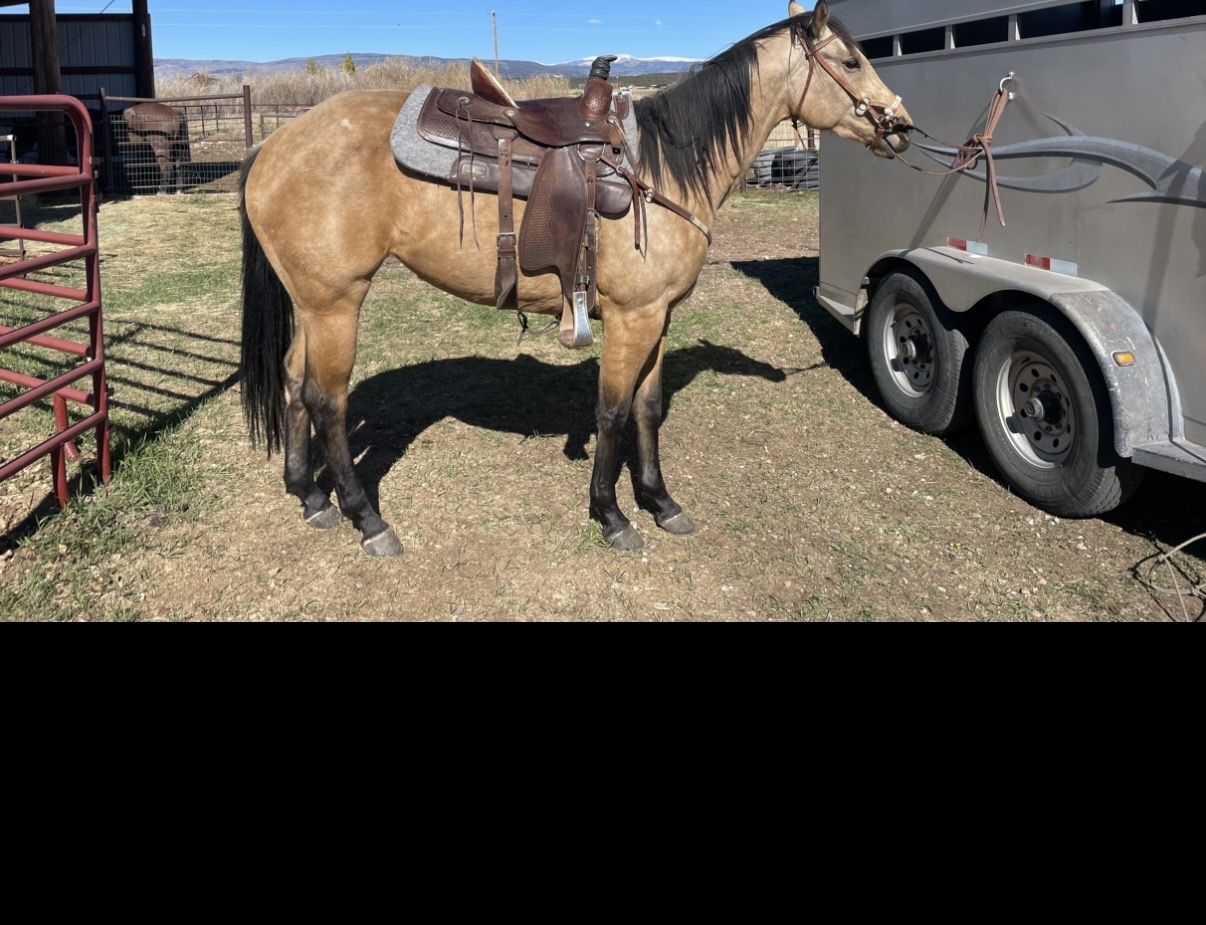 AQHA Buckskin Mare 