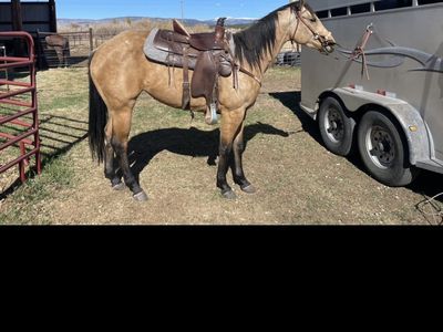AQHA Buckskin Mare