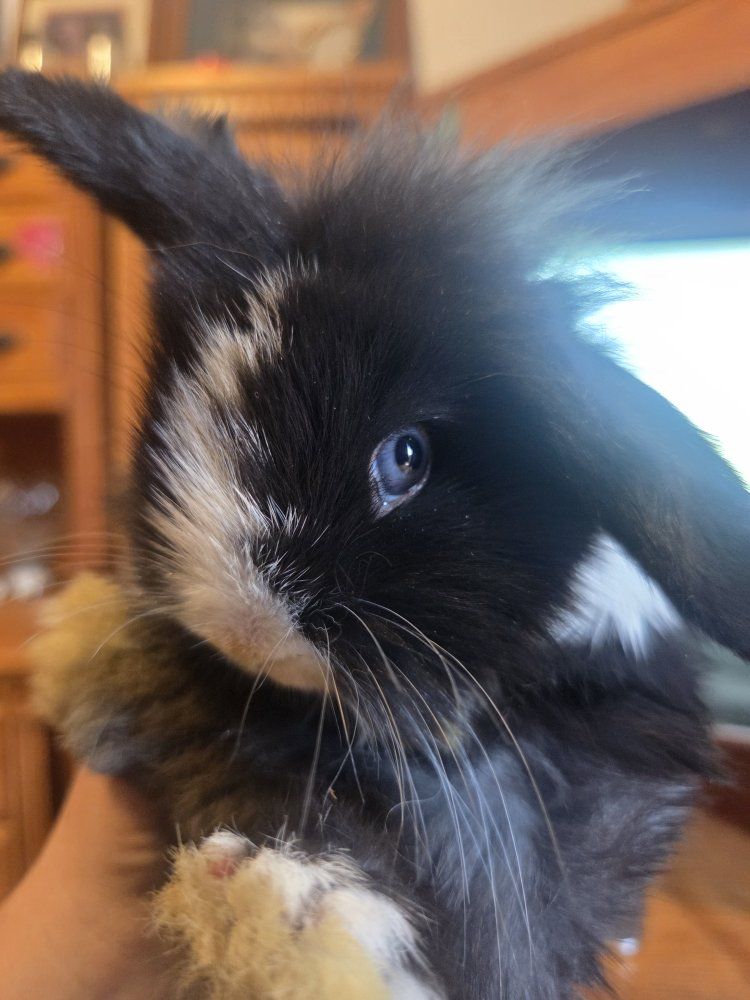 Guinea – Sweet Female Baby Bunny 🤍