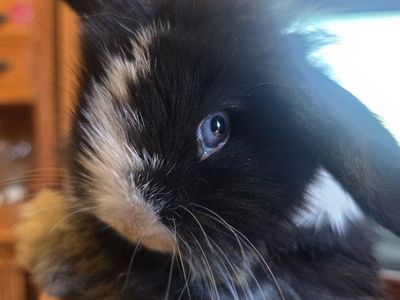 Guinea – Sweet Female Baby Bunny 🤍