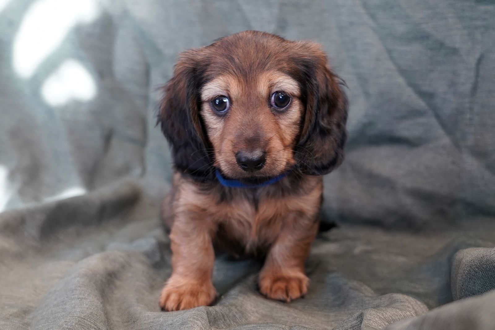 Long Haired Miniature Dachshund Puppies