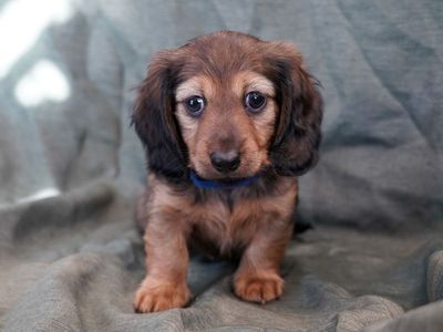 Long Haired Miniature Dachshund Puppies
