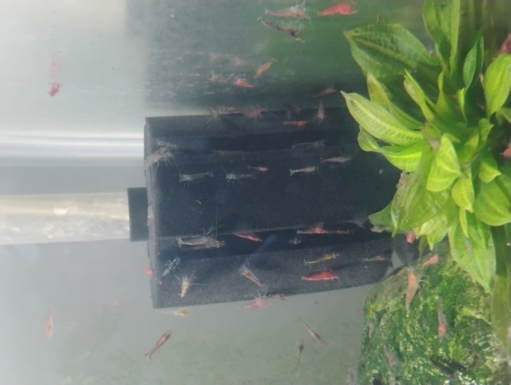 shrimp BUY ONE GET ONE