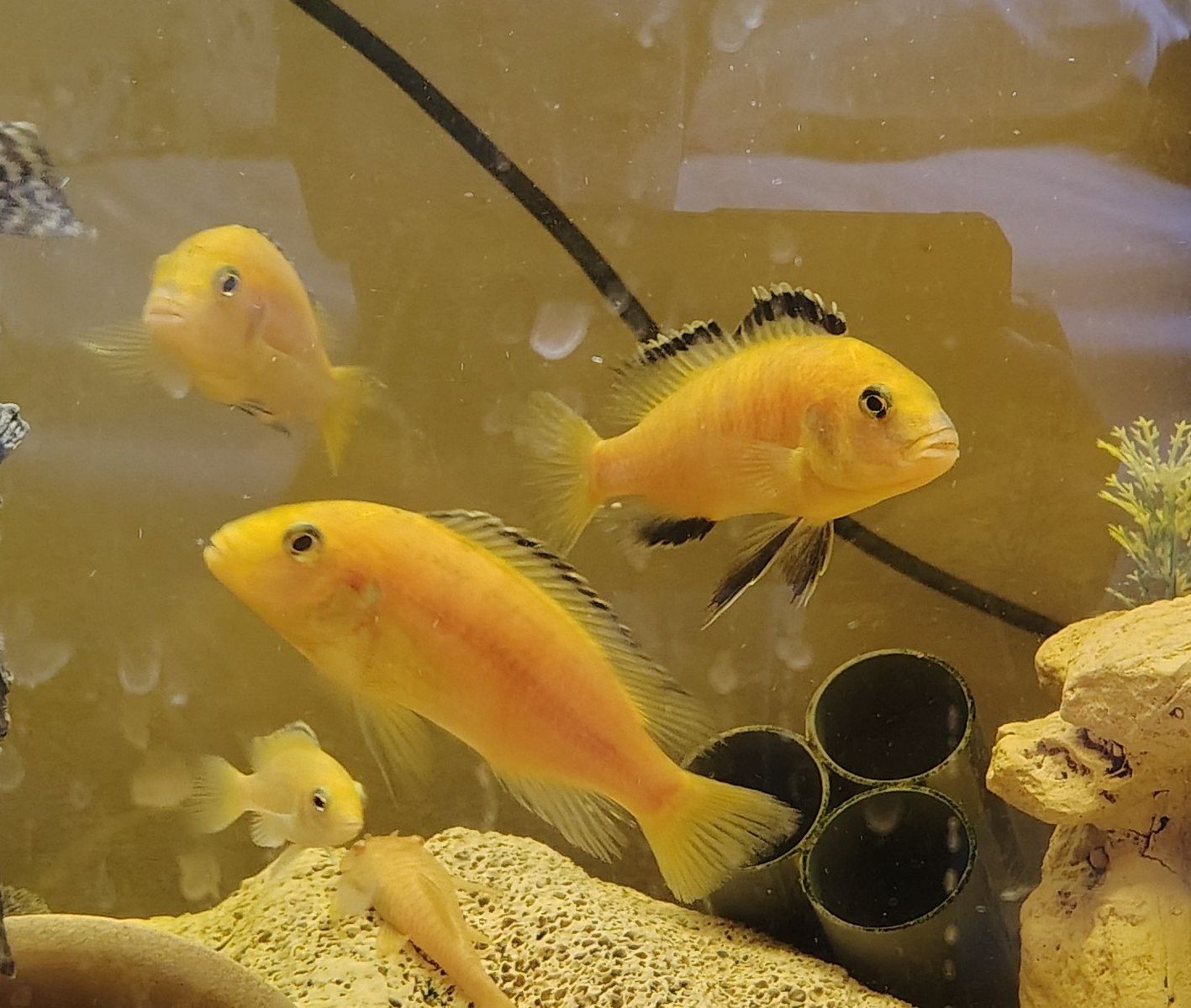 electric yellow cichlid
