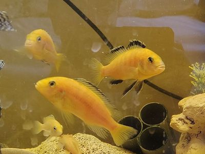 electric yellow cichlid