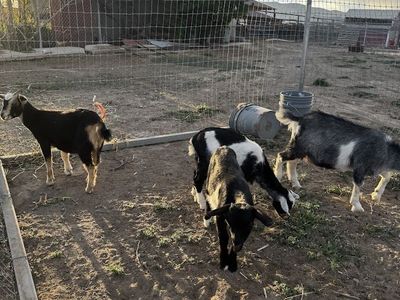 Goats