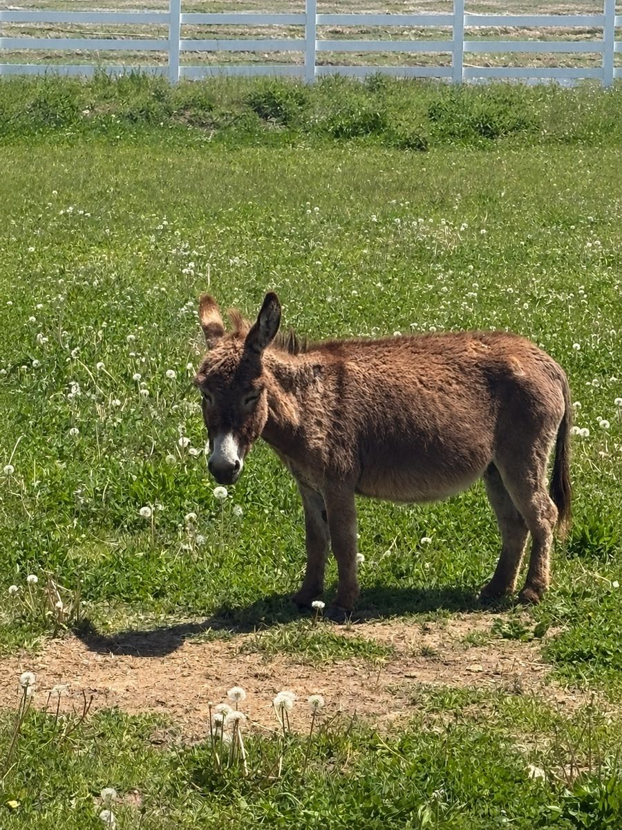 Breeding pair of Mini Donkeys
