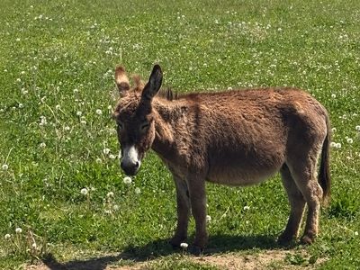 Breeding pair of Mini Donkeys