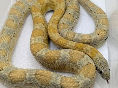 Proven 2021 F Honey Het Amel Motley Corn Snake