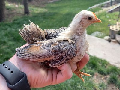 Golden Barred Serama--Purebred Bantam Chick