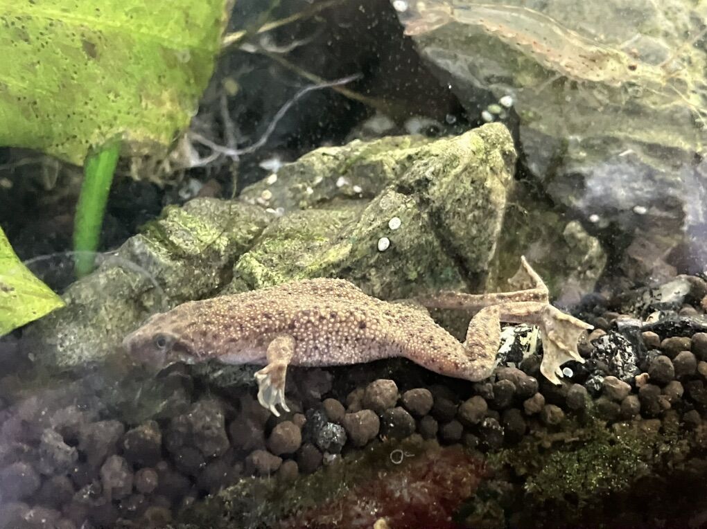 ISO unwanted African Dwarf Frogs