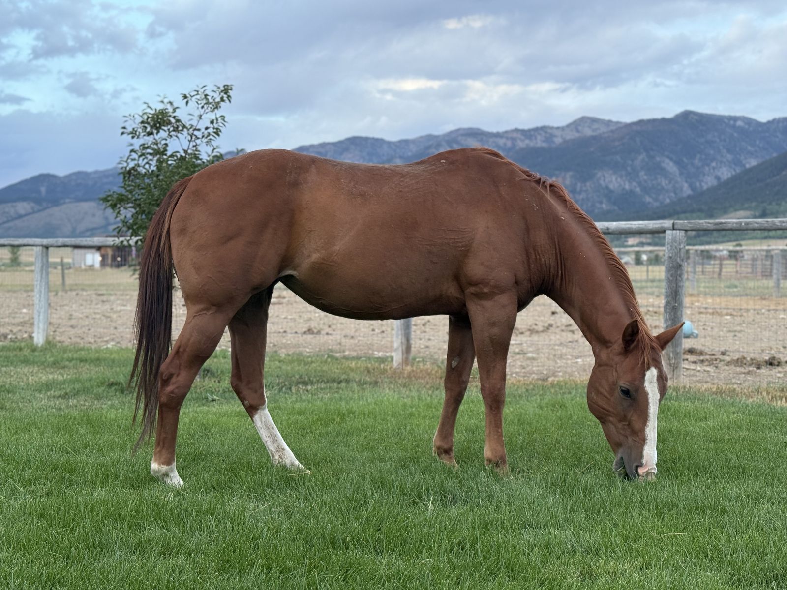 Mid-teens trail mare beginner safe
