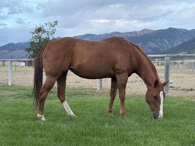 Mid-teens trail mare beginner safe