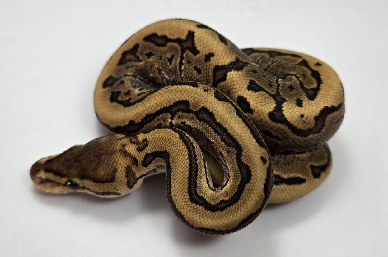 2026 Male Ball Python Baby Vanilla or Fire Pinstripe 