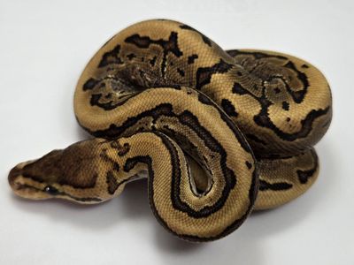 2026 Male Ball Python Baby Vanilla or Fire Pinstripe
