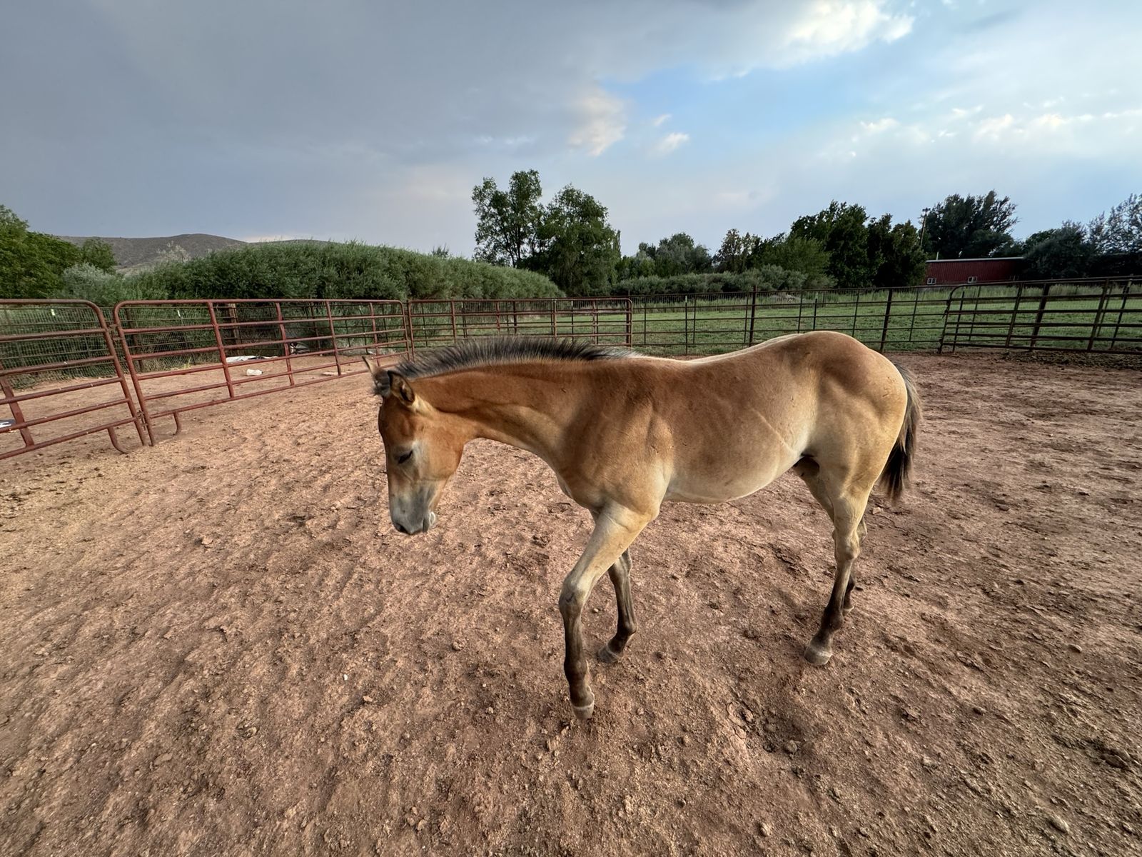 1/4 draft colt weanling 
