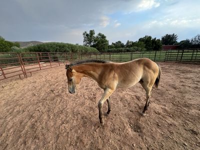 1/4 draft colt weanling