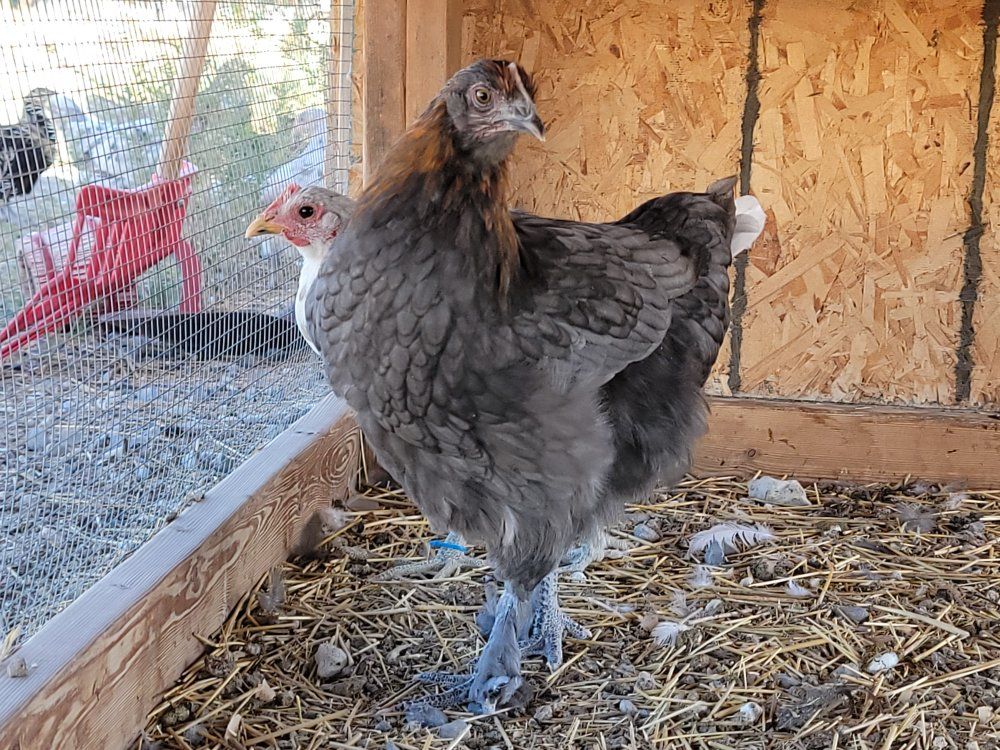 Point of Lay Blue Copper Marans Pullet